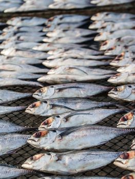 dried fishs in Thailand