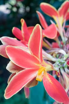 Etlingera eliator  dala flowers