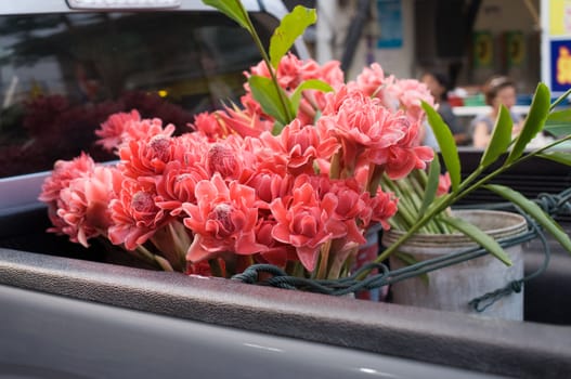 torch ginger against lush tropical growth for sale in Thailand