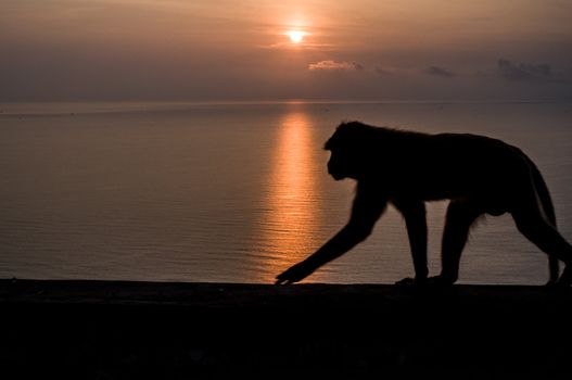 Thai monkey on the hill  sunrise on the beach background