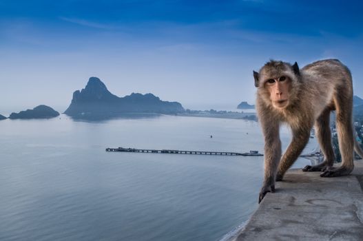 Thai monkey on the hill beach background