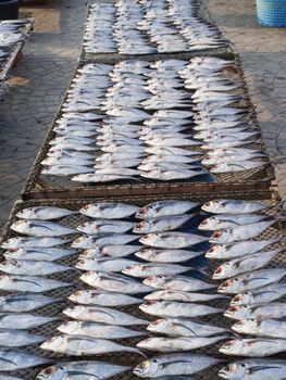 dried fishs in Thailand