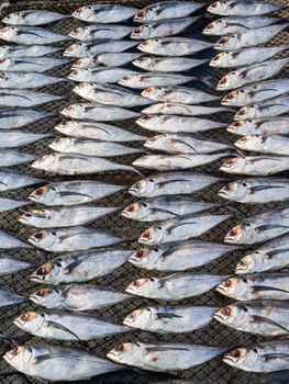 dried fishs in Thailand