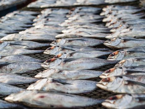 dried fishs in Thailand