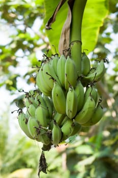 green young banana on tree