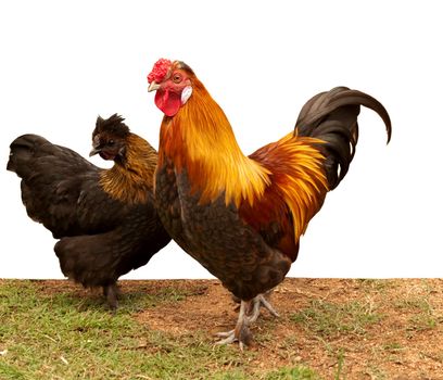 Silkie pekin bantam cross chickens, hen and cockerel pair of free-range fowls