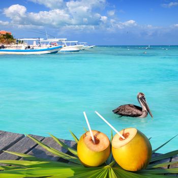 Caribbean fresh coconuts cocktail pelican in turquoise sea