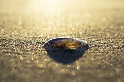 sea shells with sand as background