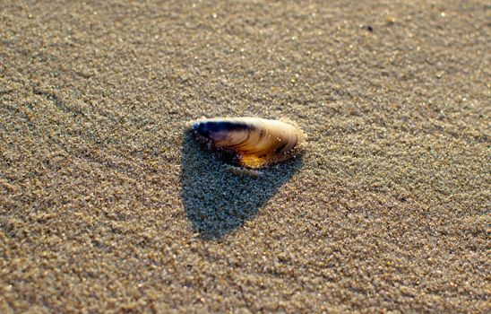 sea shells with sand as background