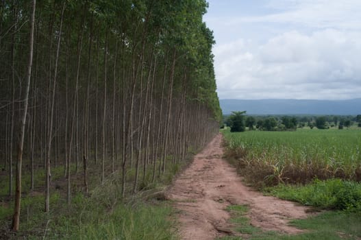 Plantation of Eucalyptus for paper industry in thailand