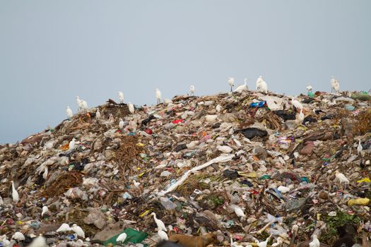 Birds and dogs on the landfill Thailand