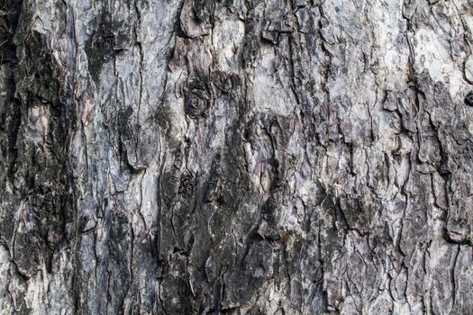 bark of tree texture