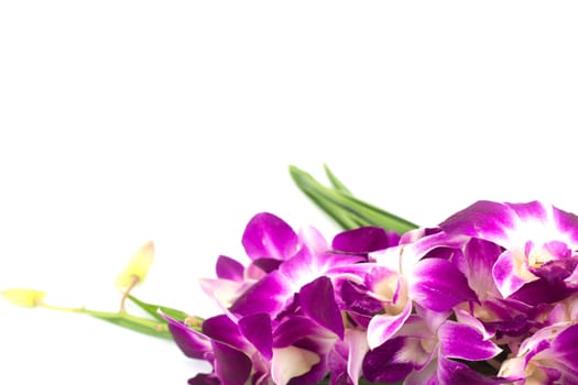 Pink orchid isolated on a white background