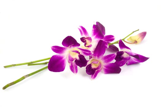 Pink orchid isolated on a white background