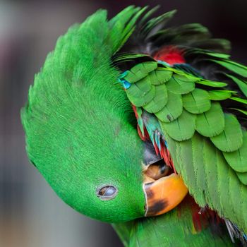 Green Eclectus Parrot