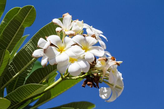 white and yellow frangipani flowers with leaves in background