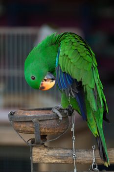 Green Eclectus Parrot