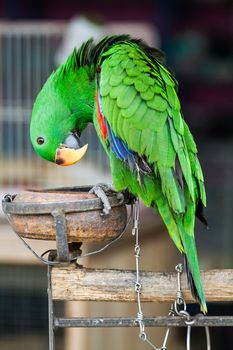 Green Eclectus Parrot