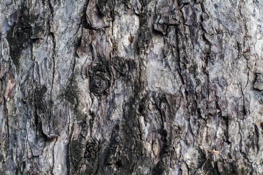 bark of tree texture