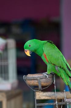 Green Eclectus Parrot