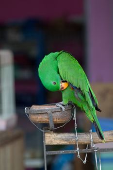 Green Eclectus Parrot