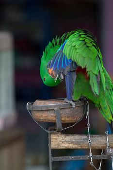 Green Eclectus Parrot