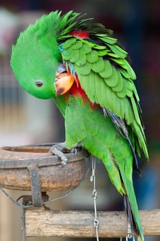 Green Eclectus Parrot