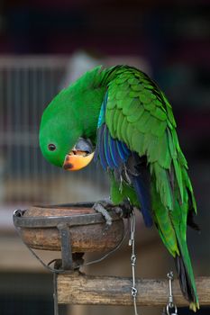 Green Eclectus Parrot