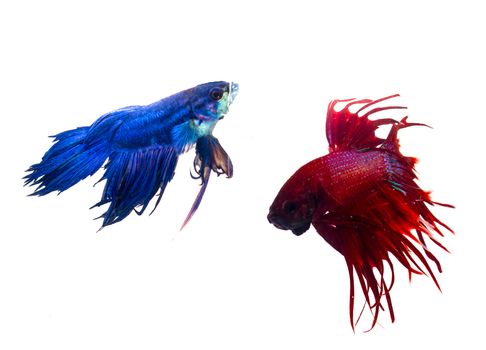 Siamese fighting fish isolated on white background