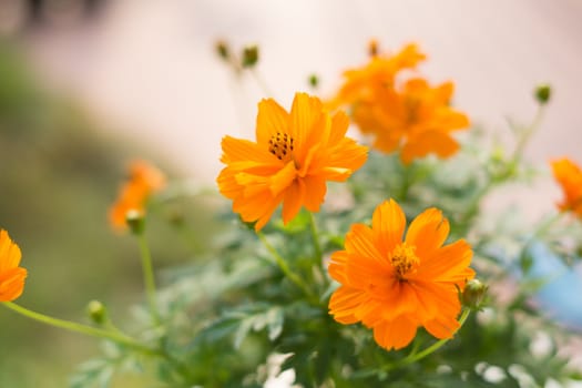 yellow cosmos flowers in green leaf background