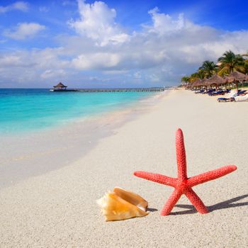 beach with starfish and seashell in white sand and tropical hut