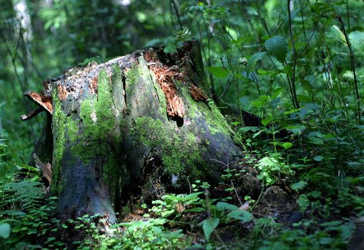 Stump covered by the sun