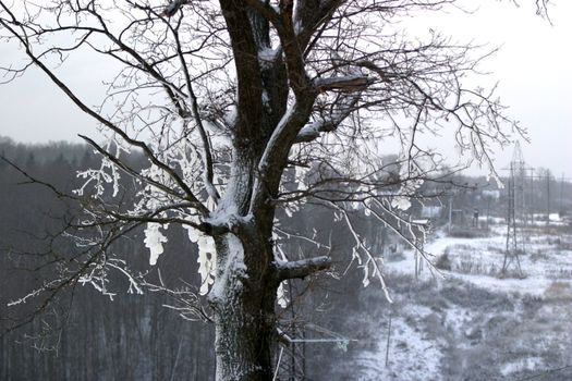 Tree in snow on a slope