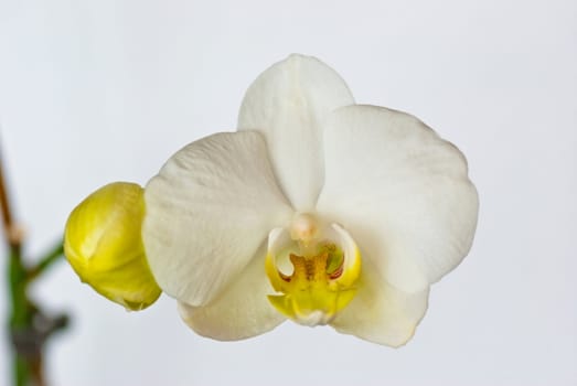 white yellow orchid