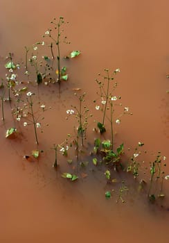 Small flowers in a bog