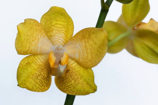yellow orchid
