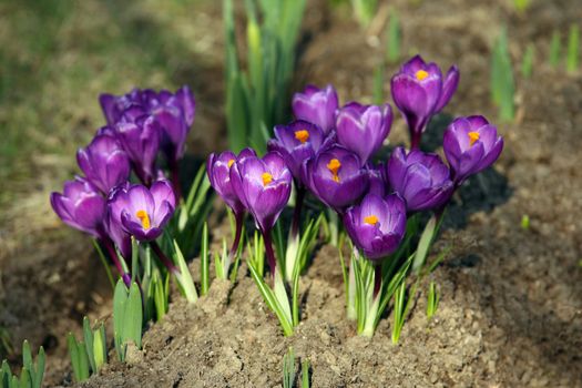 Small violet flowers covered by the sun