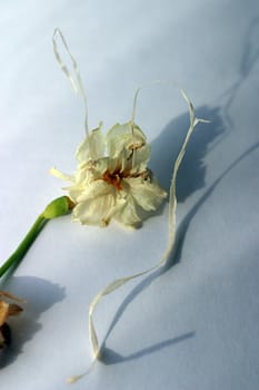 Close-up of a withering narcissus on a blue background