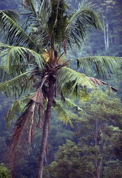 Trees of a coco in jungle. Bali. Indonesia