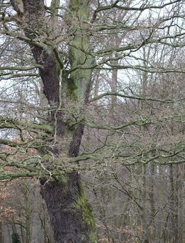 a leafless oak tree in winter