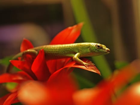 common green lizard on top of reddish plant leaves