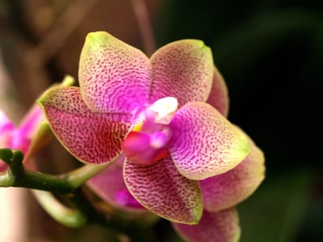 a blurred orchid blossom suitable as background