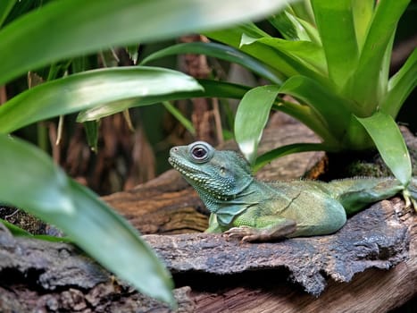 a green iguana on top of a fallen tree
