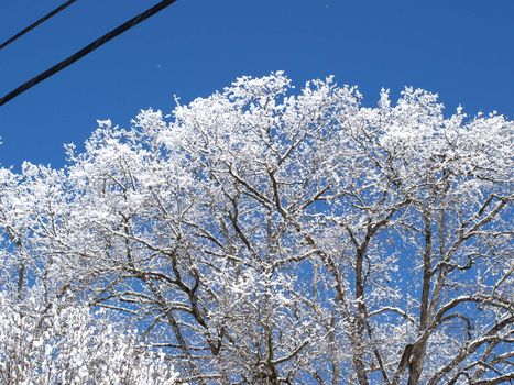 a snow covered tree in winter after a storm