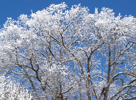 A tree in winter covered by snow