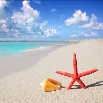 beach starfish and seashell on white sand of Formentera Illetes