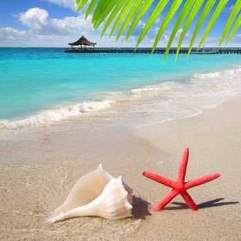 beach with starfish and seashell in white sand and tropical hut