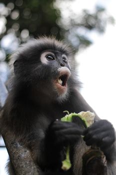 Dusky Leaf Monkey in Thailand