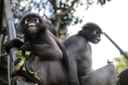 Dusky Leaf Monkey in Thailand