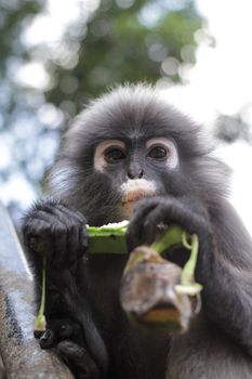 Dusky Leaf Monkey in Thailand